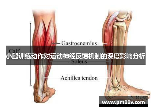 小腿训练动作对运动神经反馈机制的深度影响分析